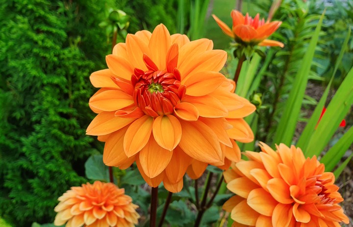 Dahlia