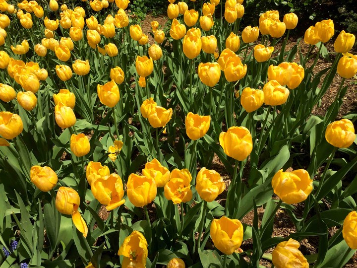 New Spring