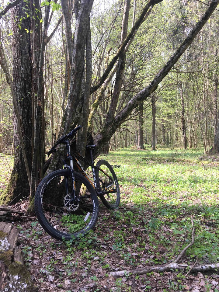 Bike in forest