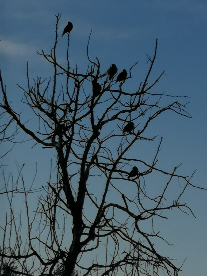 птицы /birds