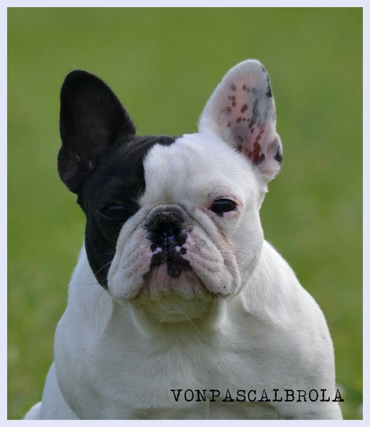 She's Cocó VONPASCALBROLA