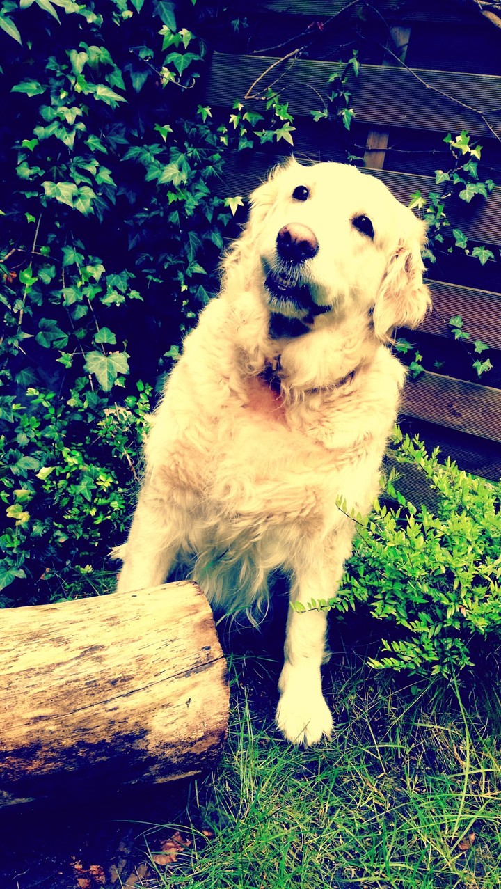 Dog