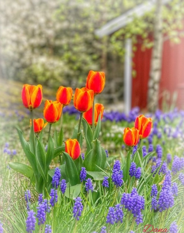 tulip