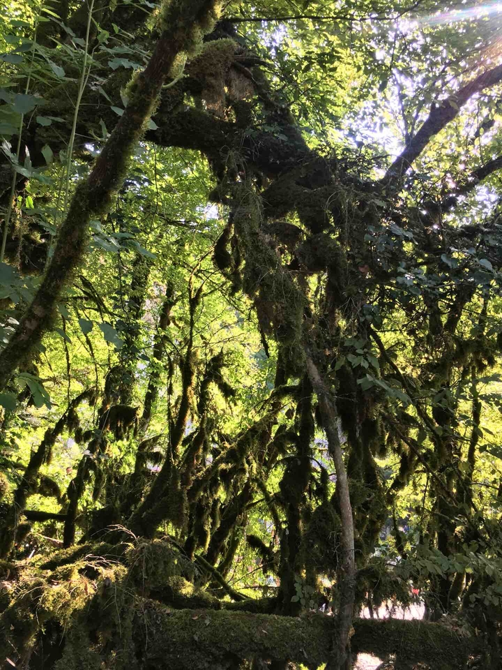 Life of green