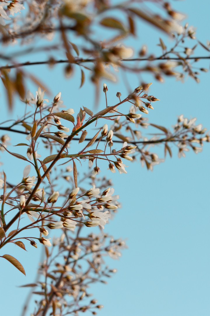 Flower Tree