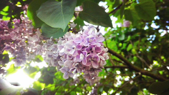 Lilac