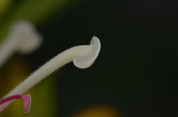 flower macro