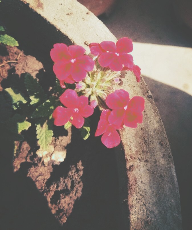 flower