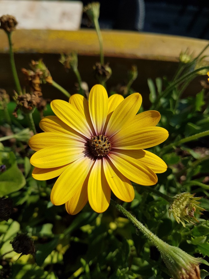 sunflower