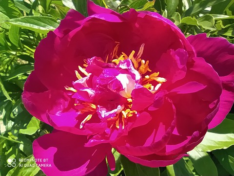 peony