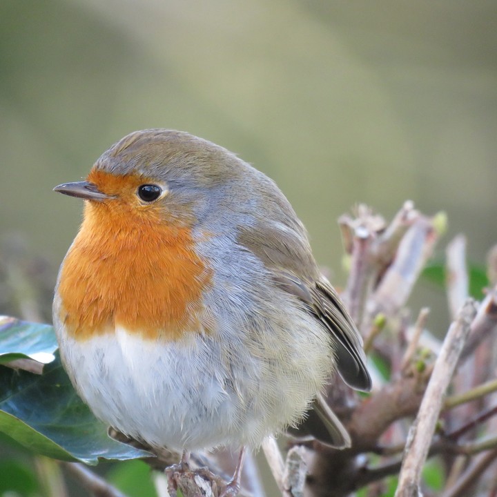 bird
