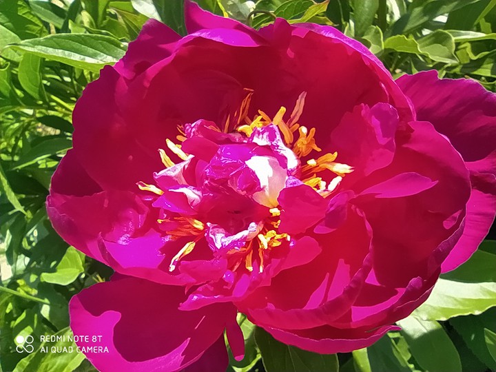 peony