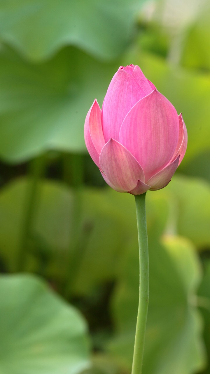 Pink Flower