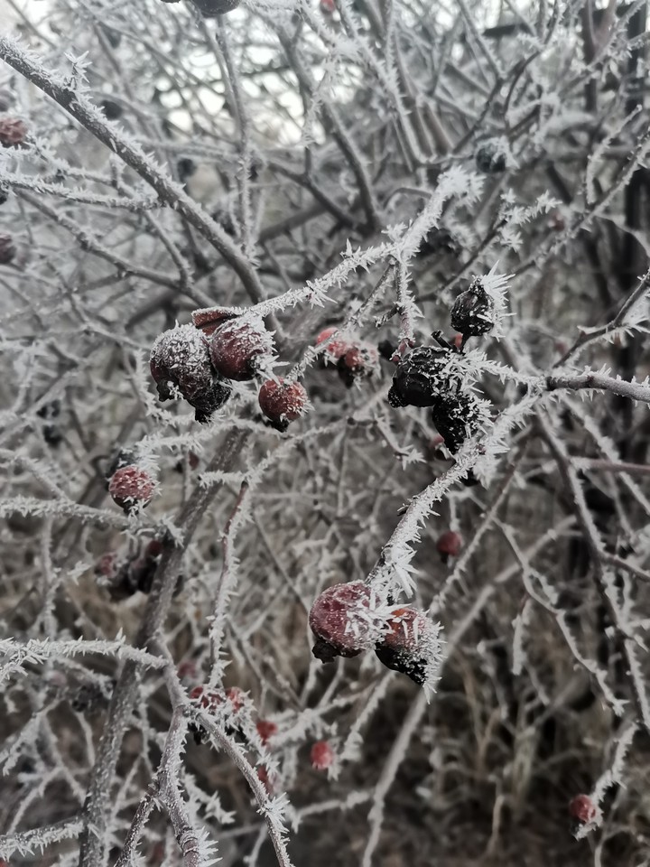 Морозное утро