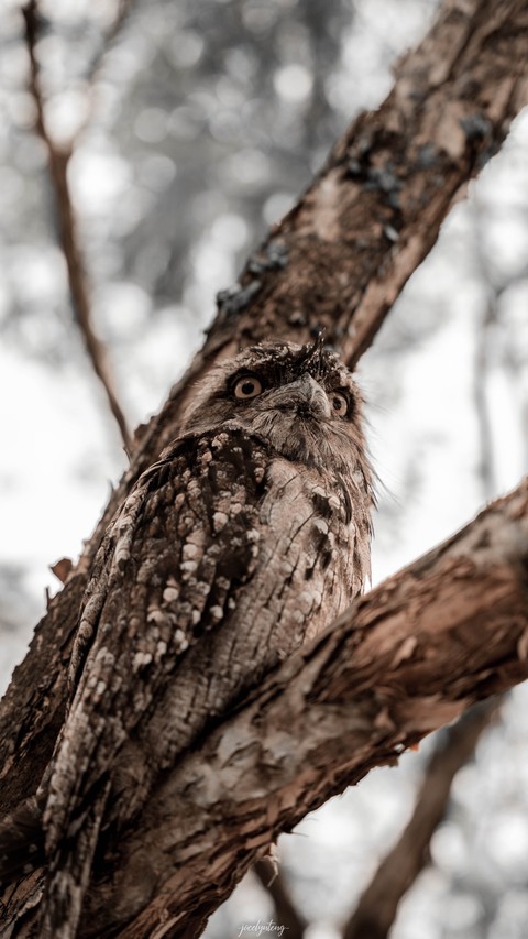 обои bird, wood