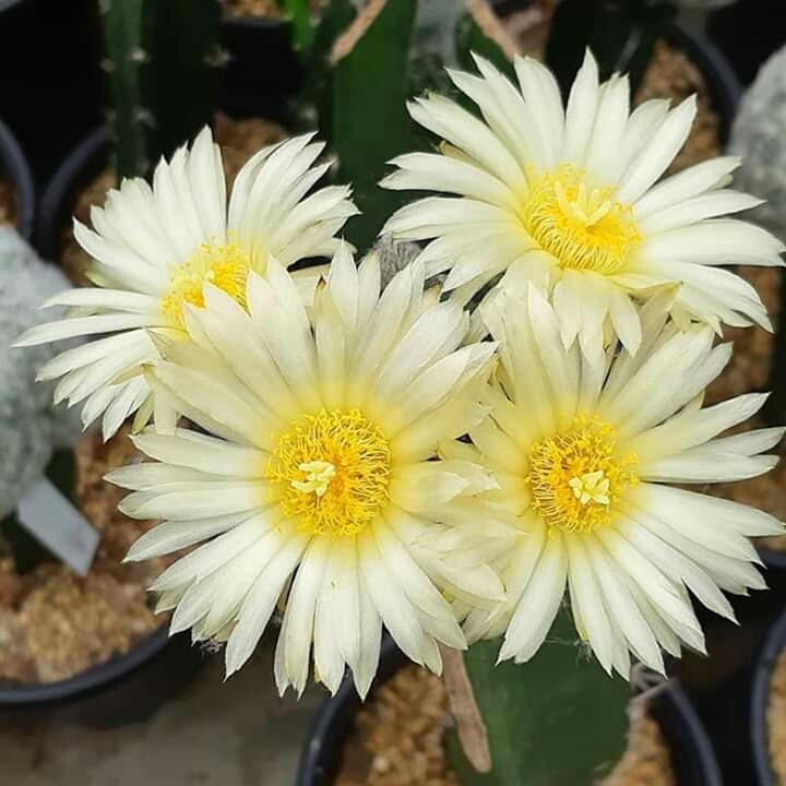 Cactus