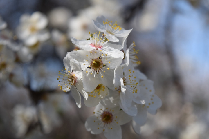 spring came