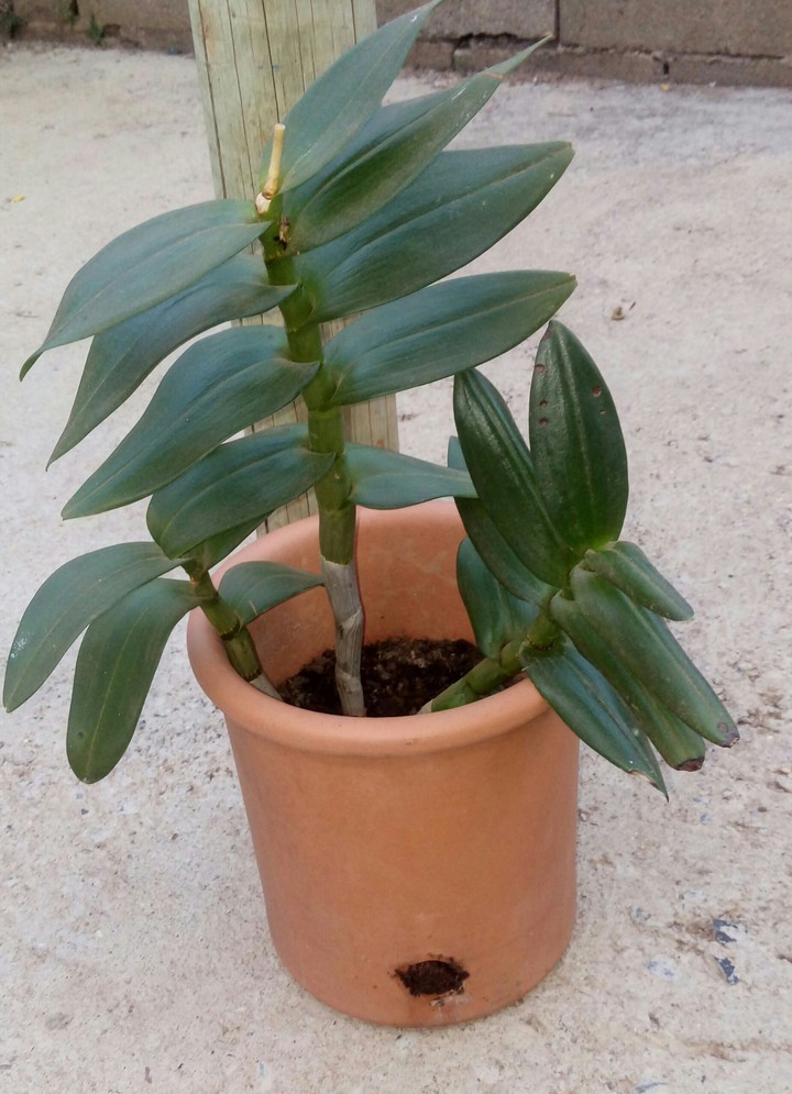 orquídea