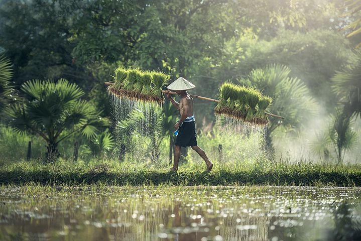 the farmer
