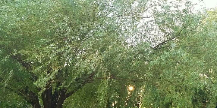 sunset behind trees
