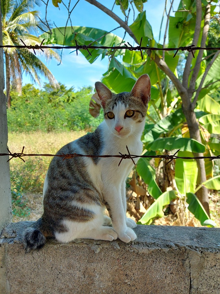 Male cat