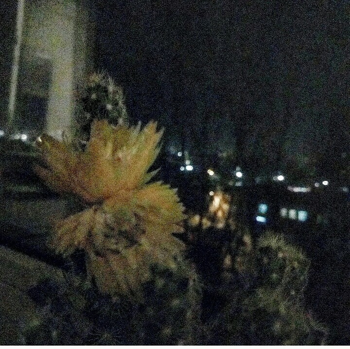 Кактусы