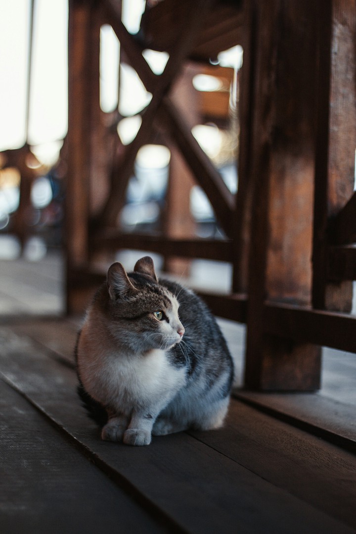 Kitty