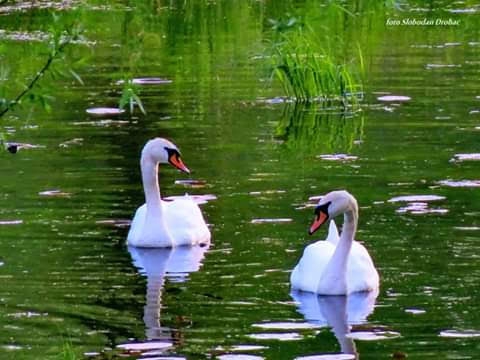 swans