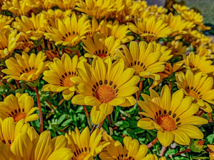 sunflower