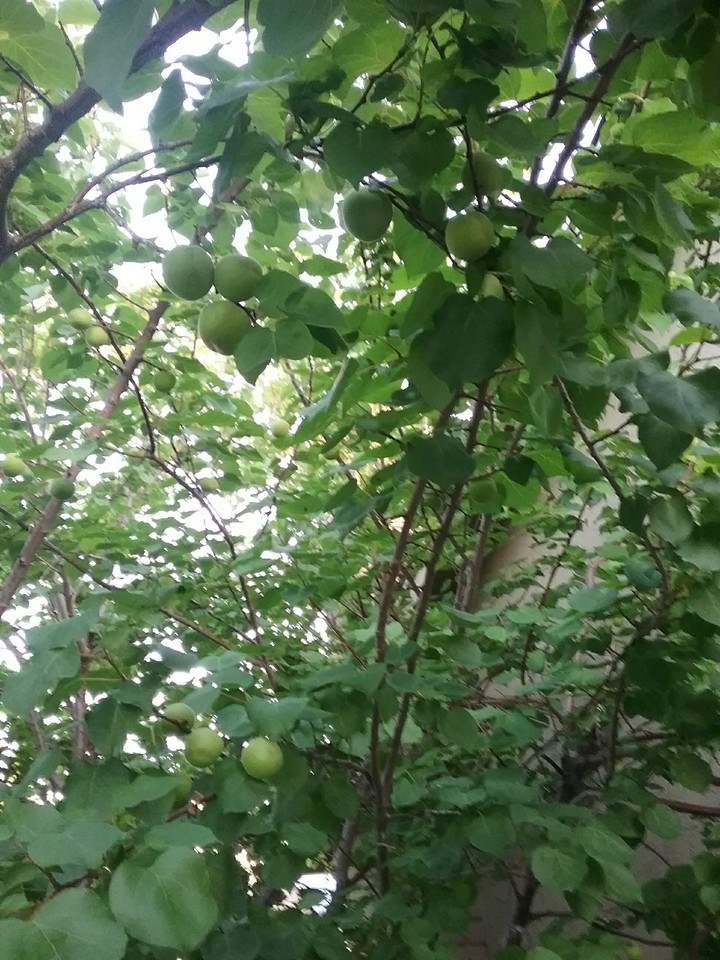 green apricot 1