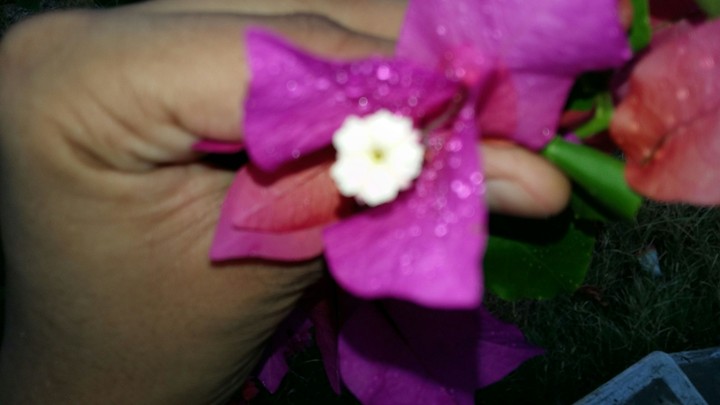 flower
