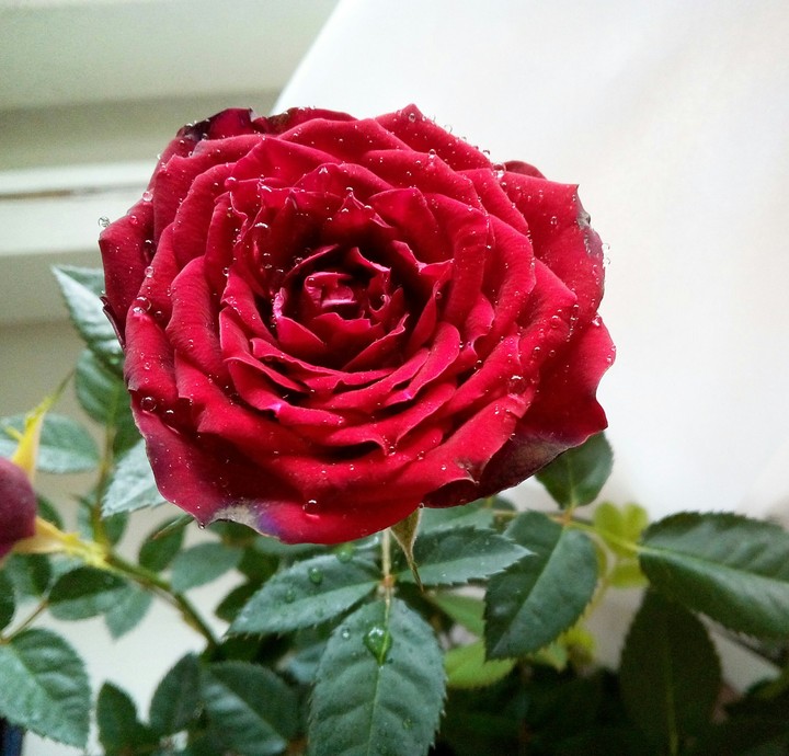 Rose/Роза