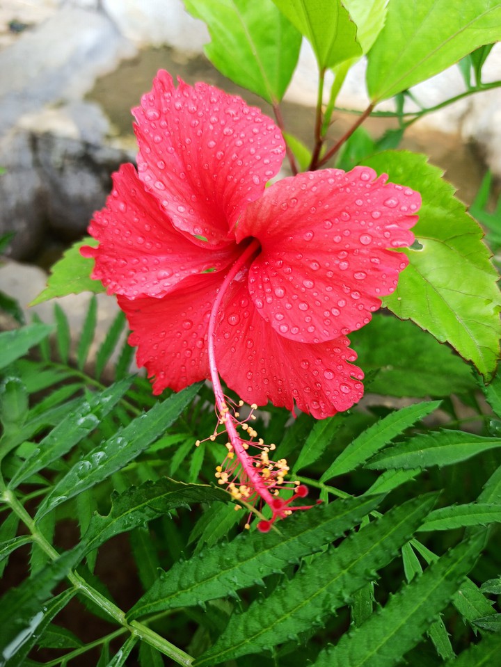 Beautiful flower