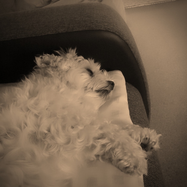 dog sleep