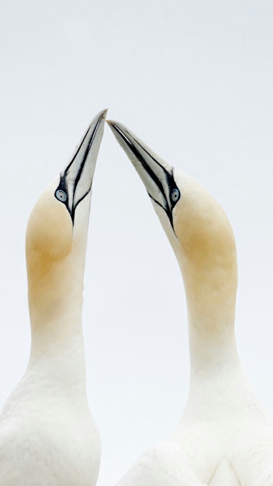 Birds