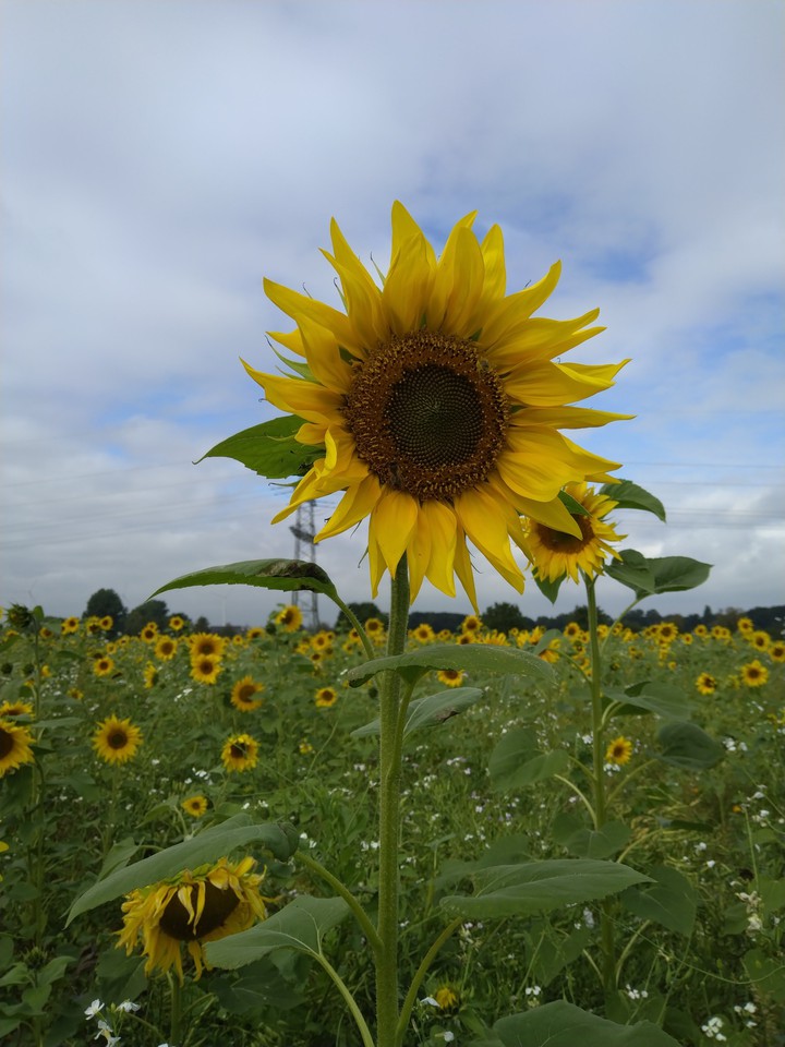 schöne Sonnenblume