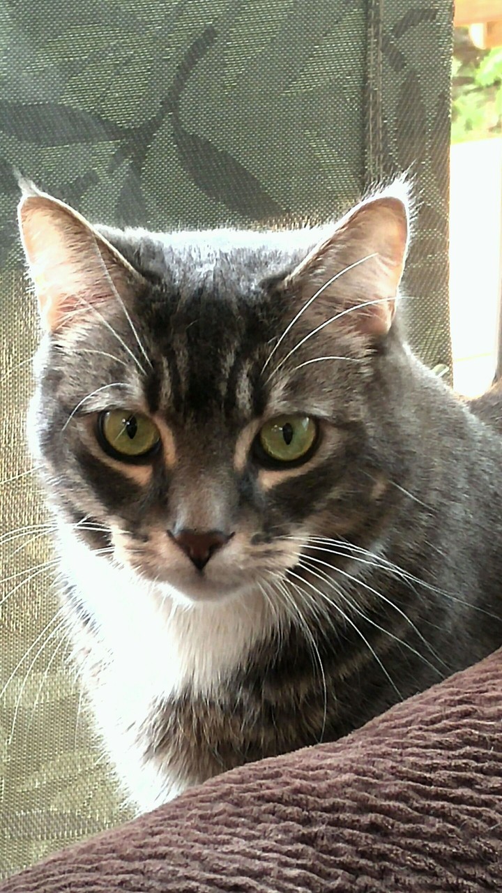 Green Eyed Cat