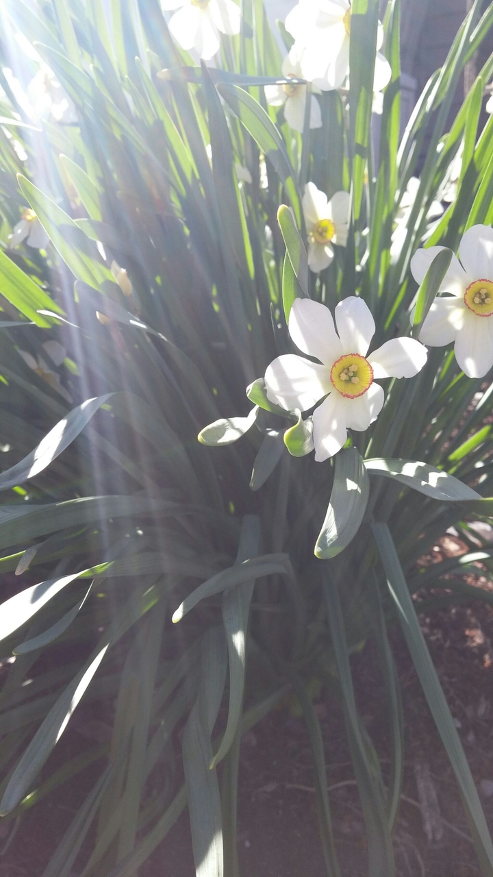 flowers