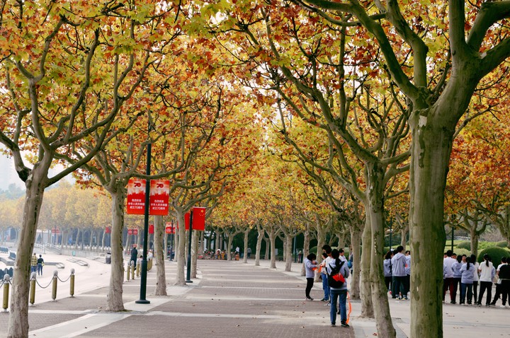 autumn in shanghai