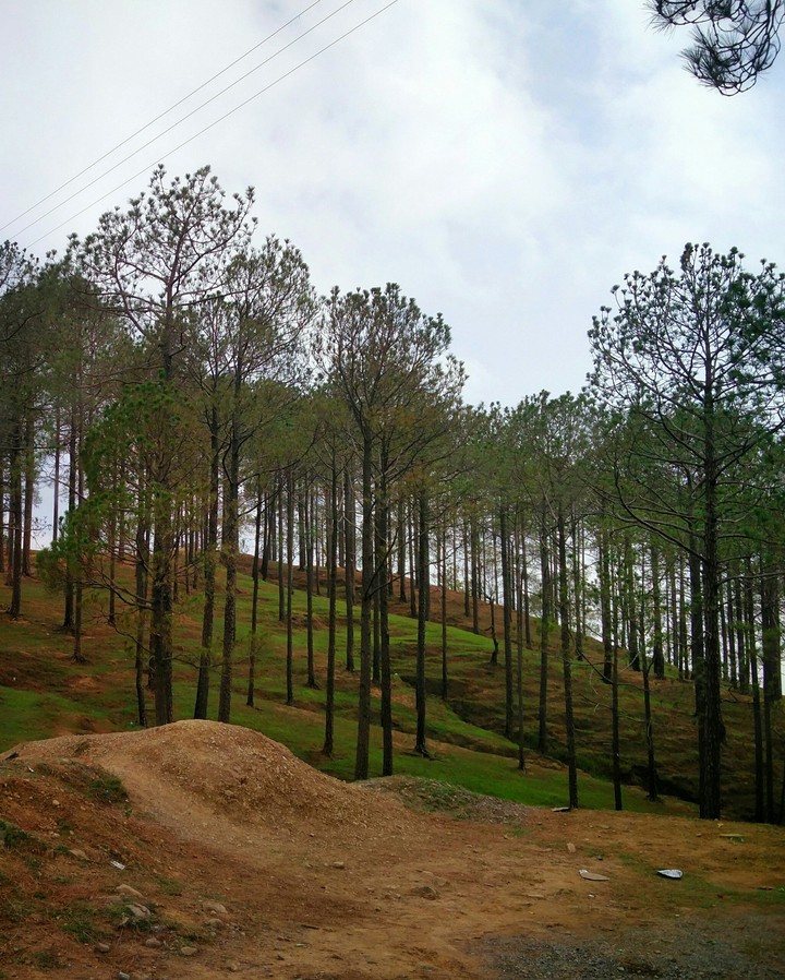 green trees peace