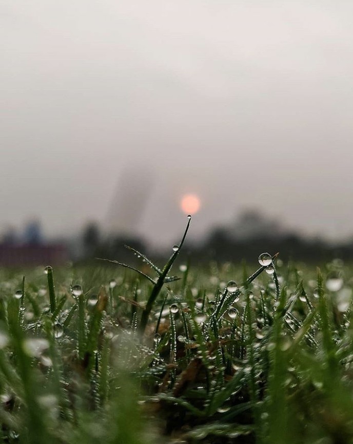 grass