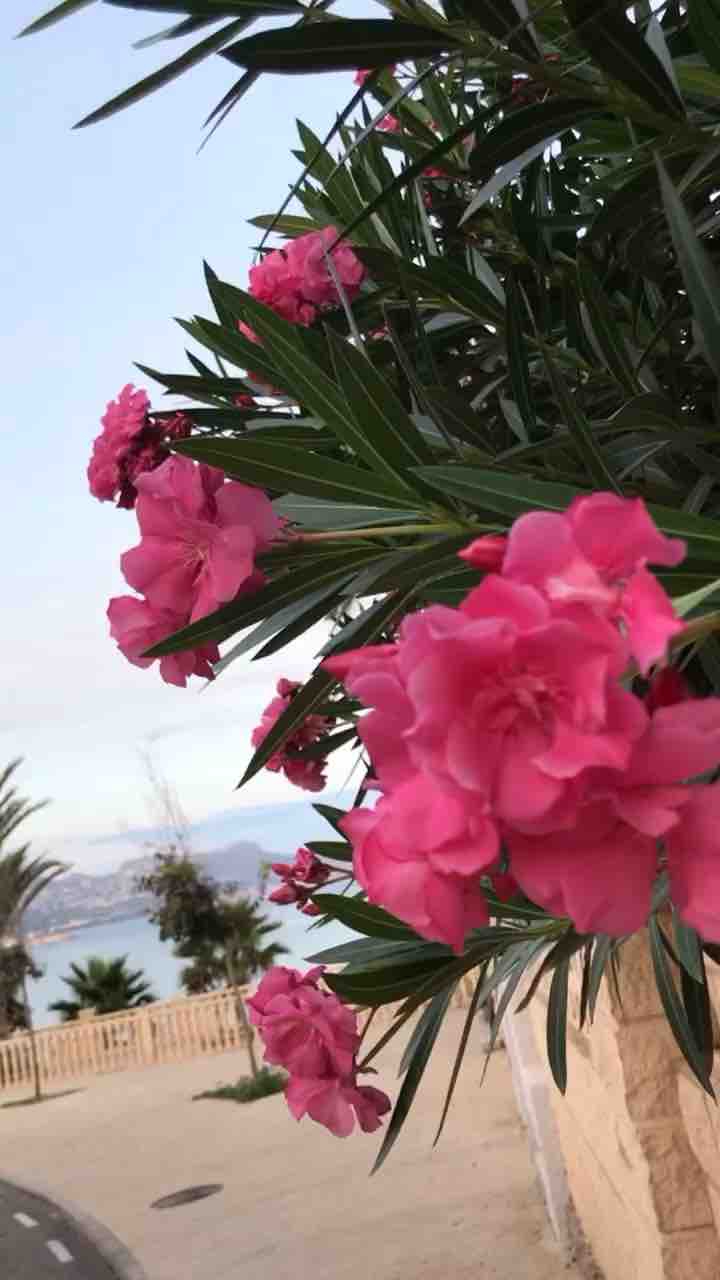 Flowers and seaside views