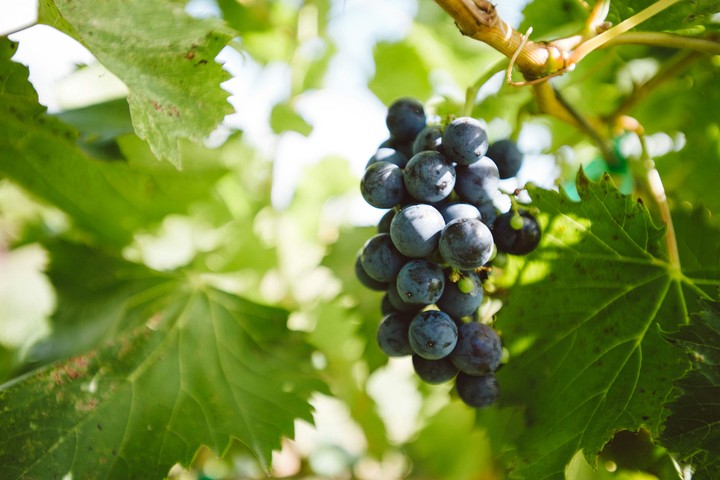 black grapes :-)