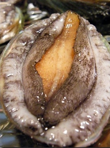 abalone