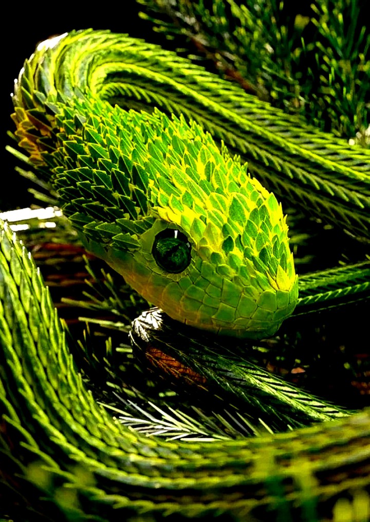 The Green Eyes Emerald Snake
