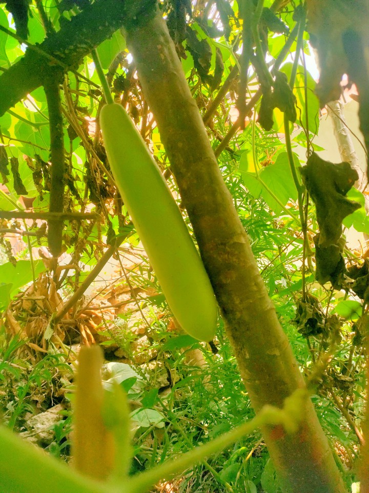 Vegetable .. lauki.