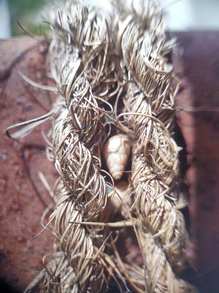 object