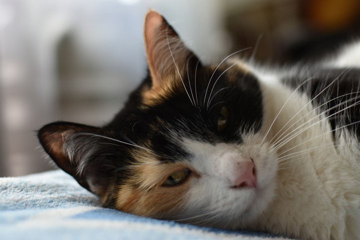 кошка