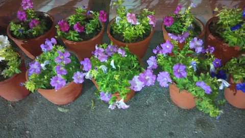 flowers