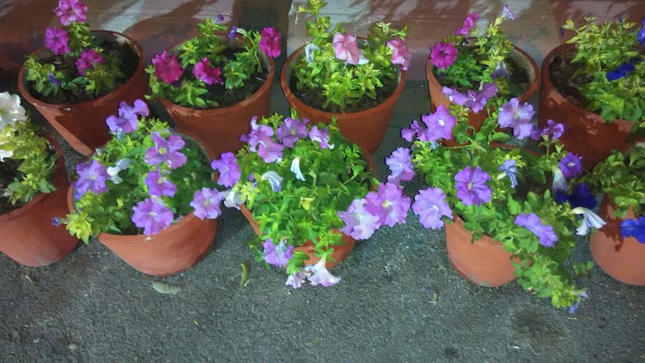 flowers
